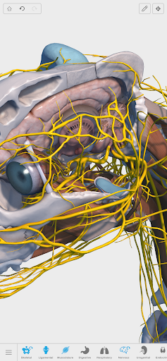 Complete Canine 3D - anatomy ekran görüntüsü