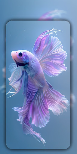 Betta Fish Wallpaper 4K ekran görüntüsü