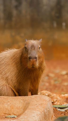 Capybara Wallpaper ekran görüntüsü