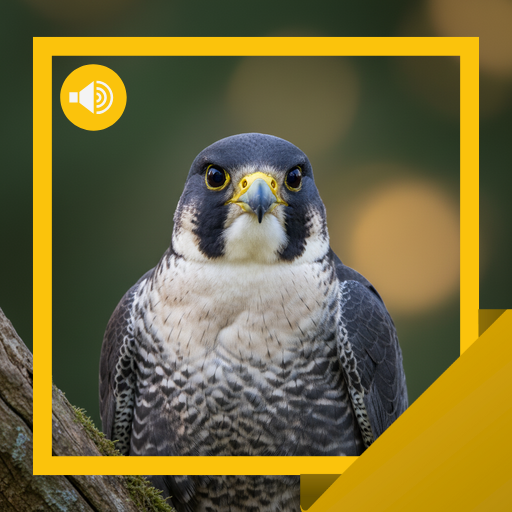 Falcon Sounds & Story