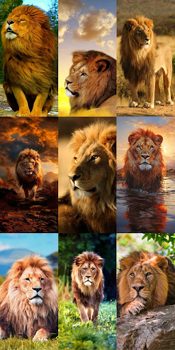 Lion Wallpapers HD ekran görüntüsü