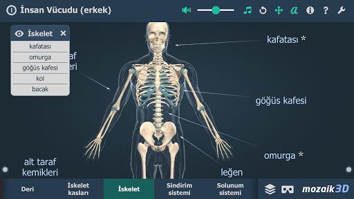 İnsan Vücudu (erkek) 3B ekran görüntüsü