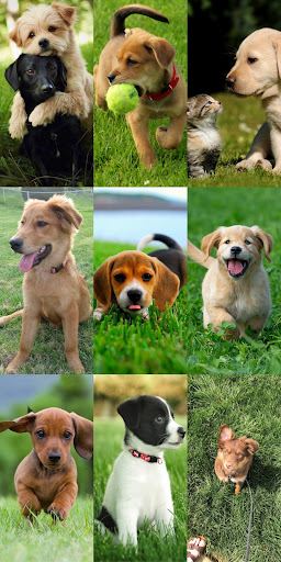 Puppy Wallpaper HD ekran görüntüsü