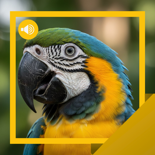 Bird Sounds & Stories
