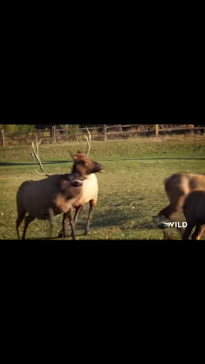 NatGeo Wild HD (Unofficial) ekran görüntüsü