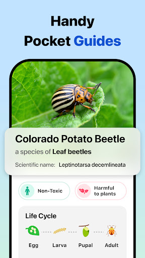 Picture Insect: Bug Identifier ekran görüntüsü