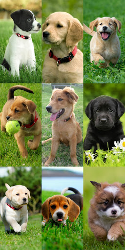 Puppy Wallpaper HD ekran görüntüsü
