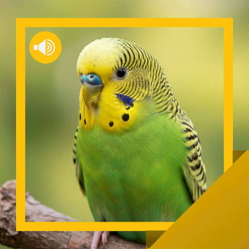 Budgerigar Sounds & Info
