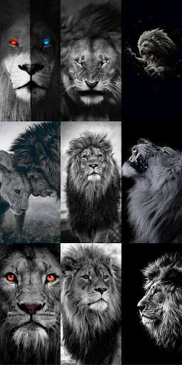 Lion Wallpapers HD ekran görüntüsü