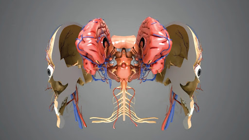 Virtual Reality Human Body! ekran görüntüsü
