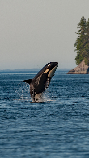 Whale Wallpaper ekran görüntüsü