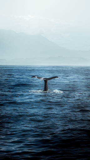 Whale Wallpaper ekran görüntüsü